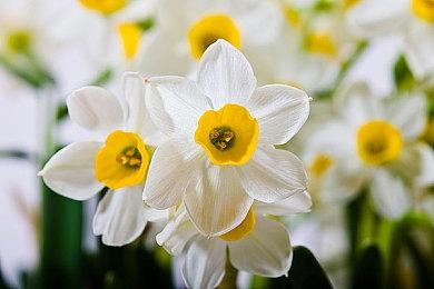 卡牌爬塔游戏《Pyrene》现已在Steam平台推出试玩Demo 2024年年内推出